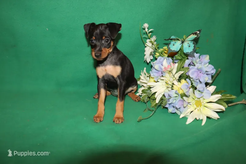 Roise – Miniature Pinscher puppy for sale in Harrisonburg, VA