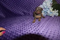 Rosco, a male Miniature Pinscher for sale in Harrisonburg, VA – 2 of 8