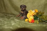Toby, a male Miniature Pinscher for sale in Harrisonburg, VA – 4 of 6