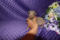 Leo, a male Miniature Pinscher for sale in Harrisonburg, VA – 5 of 8