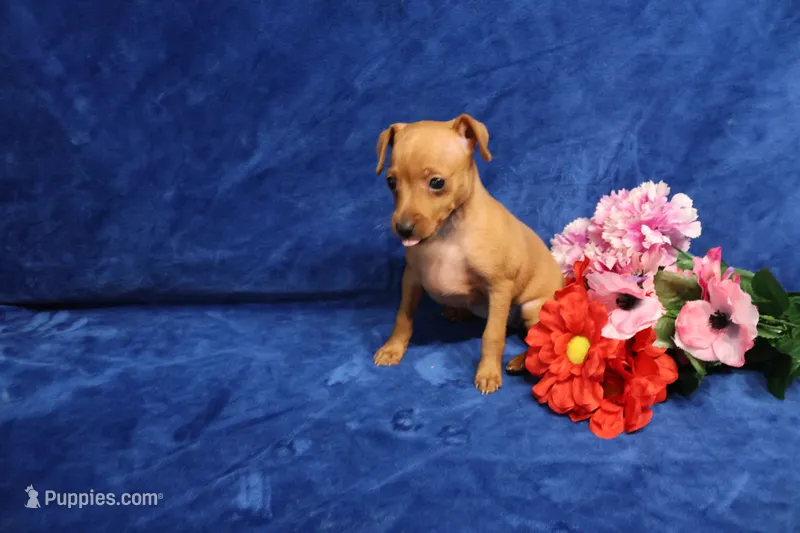 Meg – Miniature Pinscher puppy for sale in Harrisonburg, VA