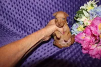 Ella, a female Miniature Pinscher for sale in Harrisonburg, VA – 7 of 8
