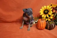 Toto, a male Miniature Pinscher for sale in Harrisonburg, VA – 5 of 7