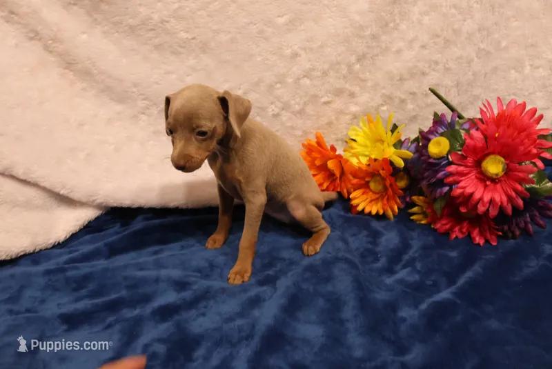 Cali – Miniature Pinscher puppy for sale in Harrisonburg, VA