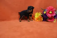 Bebe, a female Miniature Pinscher for sale in Harrisonburg, VA – 3 of 8