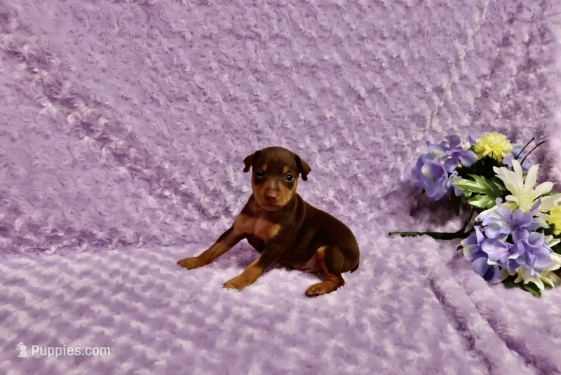 Diesel – Miniature Pinscher puppy for sale in Harrisonburg, VA