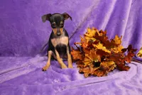 Jack, a male Miniature Pinscher for sale in Harrisonburg, VA – 5 of 8