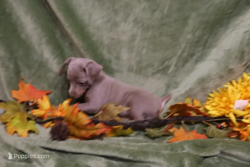 Cali – Miniature Pinscher puppy for sale in Harrisonburg, VA