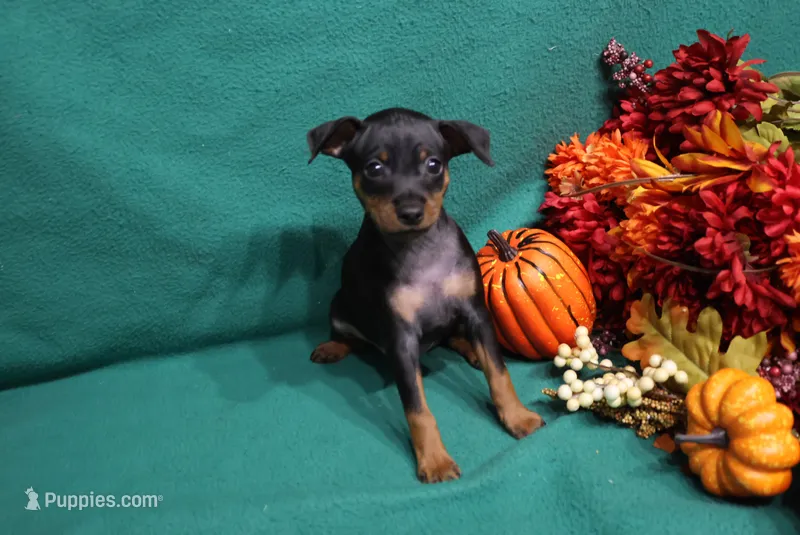 Clifford – Miniature Pinscher puppy for sale in Harrisonburg, VA