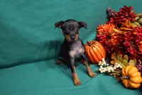 Clifford, a male Miniature Pinscher for sale in Harrisonburg, VA – 1 of 6