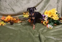 Weenie, a female Miniature Pinscher for sale in Harrisonburg, VA – 6 of 7