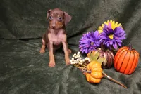Dexter--Halloween Special, a male Miniature Pinscher for sale in Harrisonburg, VA – 3 of 9