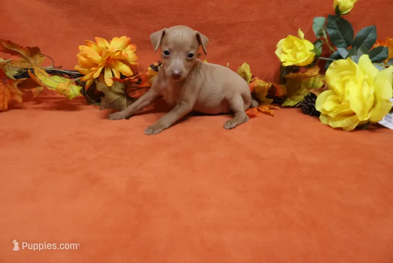 Lady – Miniature Pinscher puppy for sale in Harrisonburg, VA