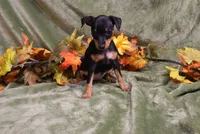 Blair, a female Miniature Pinscher for sale in Harrisonburg, VA – 4 of 6