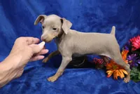 Cali, a female Miniature Pinscher for sale in Harrisonburg, VA – 7 of 8
