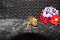 Ella, a female Miniature Pinscher for sale in Harrisonburg, VA – 5 of 8