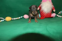 Chester, a male Miniature Pinscher for sale in Harrisonburg, VA – Photo 1 of 6