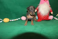 Chester, a male Miniature Pinscher for sale in Harrisonburg, VA – Photo 6 of 6