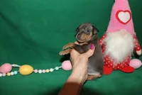 Chester, a male Miniature Pinscher for sale in Harrisonburg, VA – Photo 2 of 6