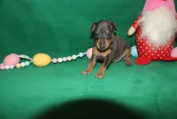 Chester, a male Miniature Pinscher for sale in Harrisonburg, VA – Photo 4 of 6