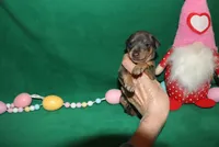 Chester, a male Miniature Pinscher for sale in Harrisonburg, VA – Photo 3 of 6