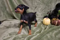 Mable, a female Miniature Pinscher for sale in Harrisonburg, VA – 5 of 9