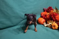 Clifford, a male Miniature Pinscher for sale in Harrisonburg, VA – 4 of 6