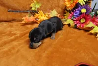 Gator, a male Miniature Pinscher for sale in Harrisonburg, VA – 7 of 7