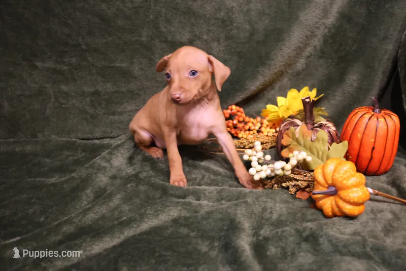 Harley--Halloween Special – Miniature Pinscher puppy for sale in Harrisonburg, VA