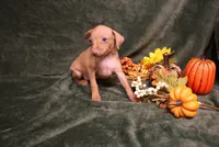Harley--Halloween Special, a male Miniature Pinscher for sale in Harrisonburg, VA – 1 of 10