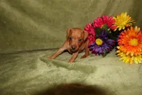 Meg, a female Miniature Pinscher for sale in Harrisonburg, VA – 6 of 7