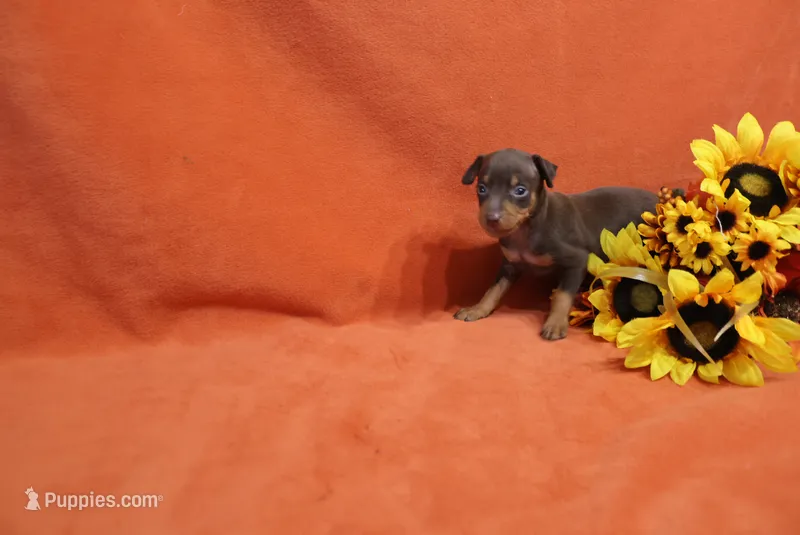 Taco – Miniature Pinscher puppy for sale in Harrisonburg, VA