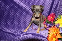 Ella, a female Miniature Pinscher for sale in Harrisonburg, VA – 6 of 6
