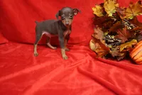 Mickey, a male Miniature Pinscher for sale in Harrisonburg, VA – 5 of 9