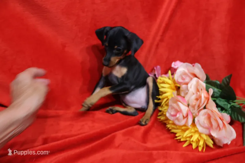 Roise – Miniature Pinscher puppy for sale in Harrisonburg, VA