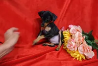 Roise, a female Miniature Pinscher for sale in Harrisonburg, VA – 1 of 5