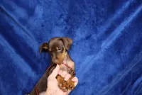 Nacho, a male Miniature Pinscher for sale in Harrisonburg, VA – 3 of 5