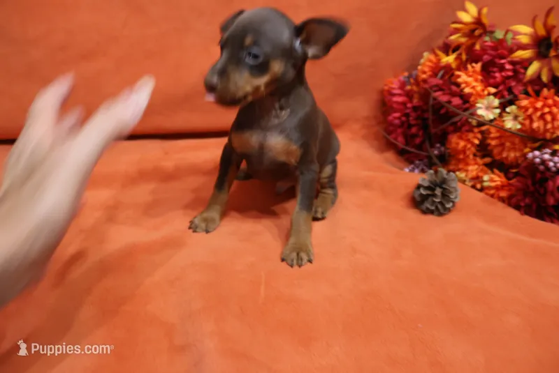 Taco – Miniature Pinscher puppy for sale in Harrisonburg, VA