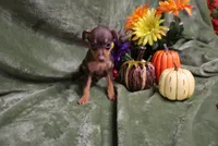 Mack, a male Miniature Pinscher for sale in Harrisonburg, VA – 4 of 10