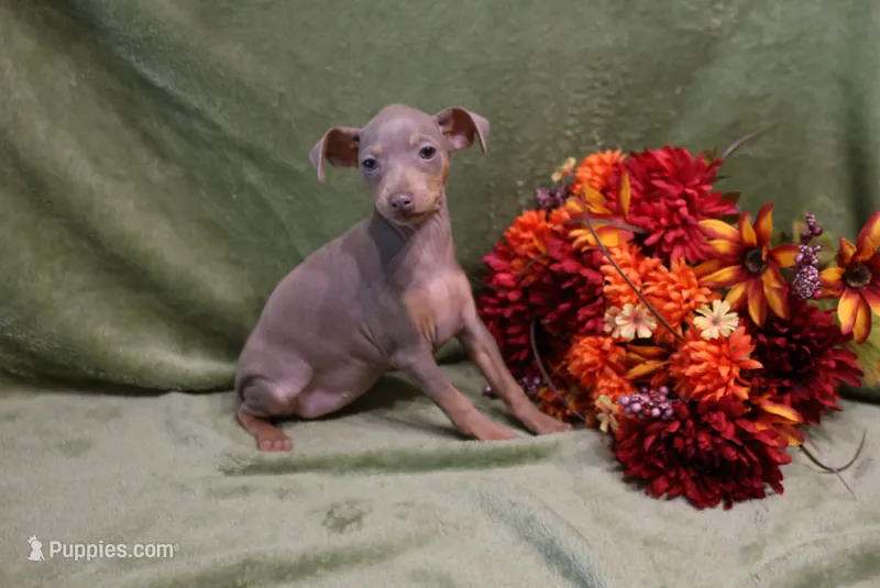 Dolly – Miniature Pinscher puppy for sale in Harrisonburg, VA