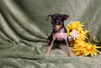 Romeo, a male Miniature Pinscher for sale in Harrisonburg, VA – 5 of 9