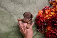Mickey, a male Miniature Pinscher for sale in Harrisonburg, VA – 6 of 7