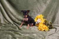 Romeo, a male Miniature Pinscher for sale in Harrisonburg, VA – 2 of 9