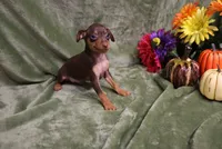 Mack, a male Miniature Pinscher for sale in Harrisonburg, VA – 5 of 10