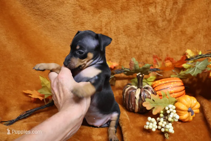 Foxy – Miniature Pinscher puppy for sale in Harrisonburg, VA