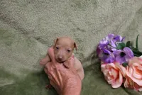 Lady, a female Miniature Pinscher for sale in Harrisonburg, VA – 6 of 9