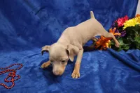 Cali, a female Miniature Pinscher for sale in Harrisonburg, VA – 5 of 8