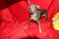 --Blue Boy, a male Miniature Pinscher for sale in Harrisonburg, VA – 1 of 7