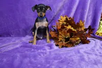 Jack, a male Miniature Pinscher for sale in Harrisonburg, VA – 6 of 8