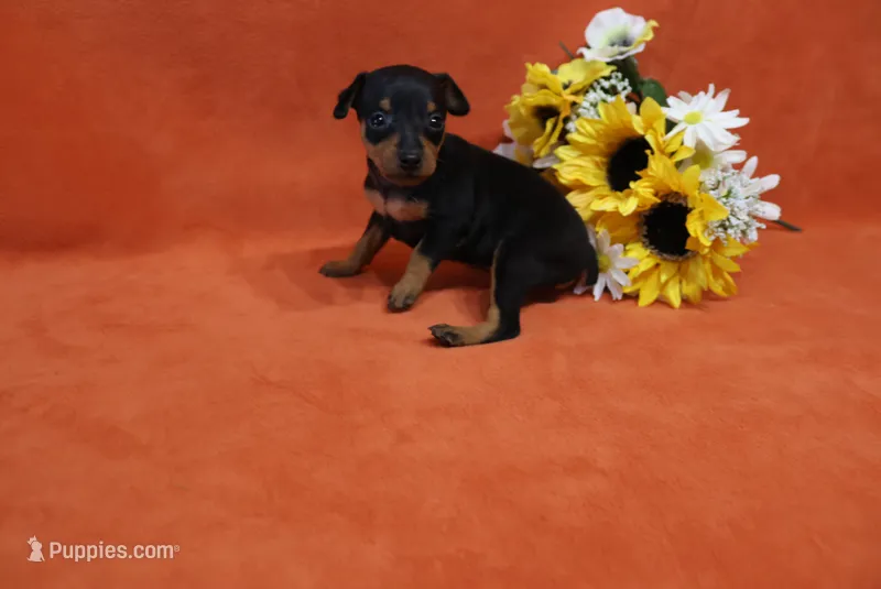 Star – Miniature Pinscher puppy for sale in Harrisonburg, VA